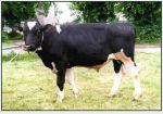 UNIPASZ KB Zusammengesetzter Konzentrat für Kühe und Rinder 1 Tonne