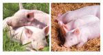 Unipasz Finiszer Finiszer Feed für Mastschweine ab 85kg bis Ende der Mast in Großpackung 2t Gl