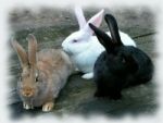 Granulat für schwangere Kaninchenweibchen KC lose 1 Tonne