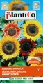 Hohe dekorative Sonnenblume MIX1 - 2g